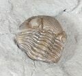 Long, Folded Eldredgeops Trilobite - Ohio #50899-3